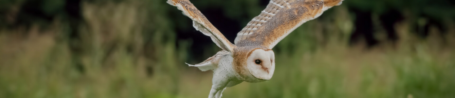 Avifauna