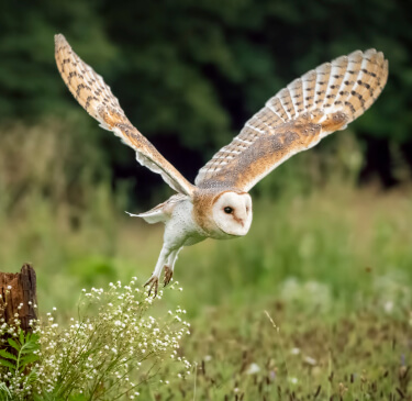 Avifauna