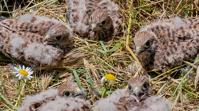 Protezione dell'avifauna