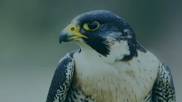 Acea e Ornis Italica per il falco pellegrino